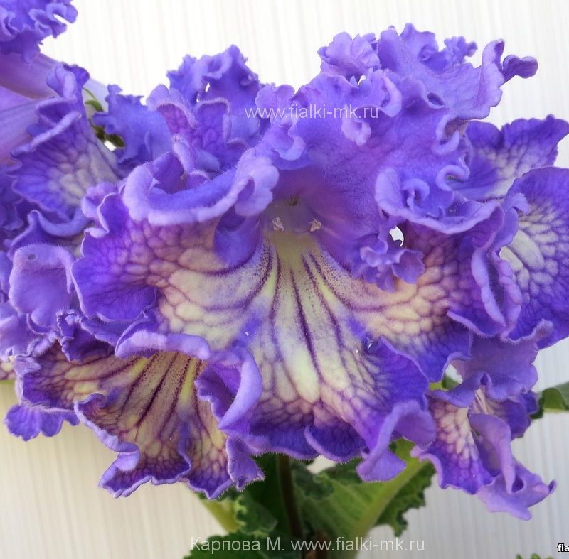 Стрептокарпус Dagmar